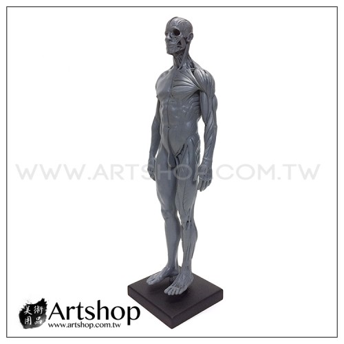 藝用人體解剖模型 1:6 男性素體 皮膚+肌肉 (灰色)