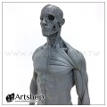 藝用人體解剖模型 1:6 男性素體 皮膚+肌肉 (灰色)